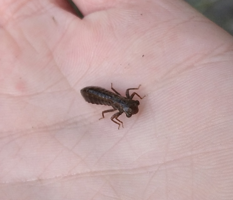 Brachytron pratense - szőrös karcsúacsa