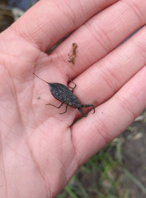 Nepa cinerea - víziskorpió