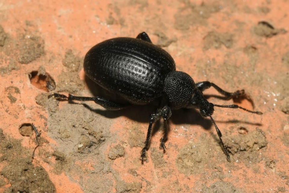 Otiorhynchus catenulatus - gyászos gyalogormányos