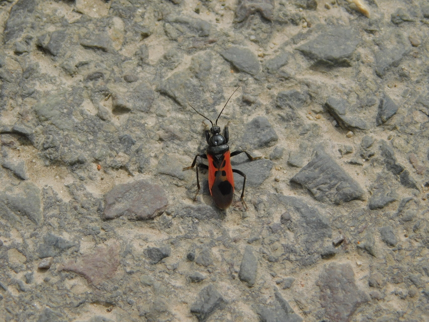 Peirates hybridus - foltos rablópoloska