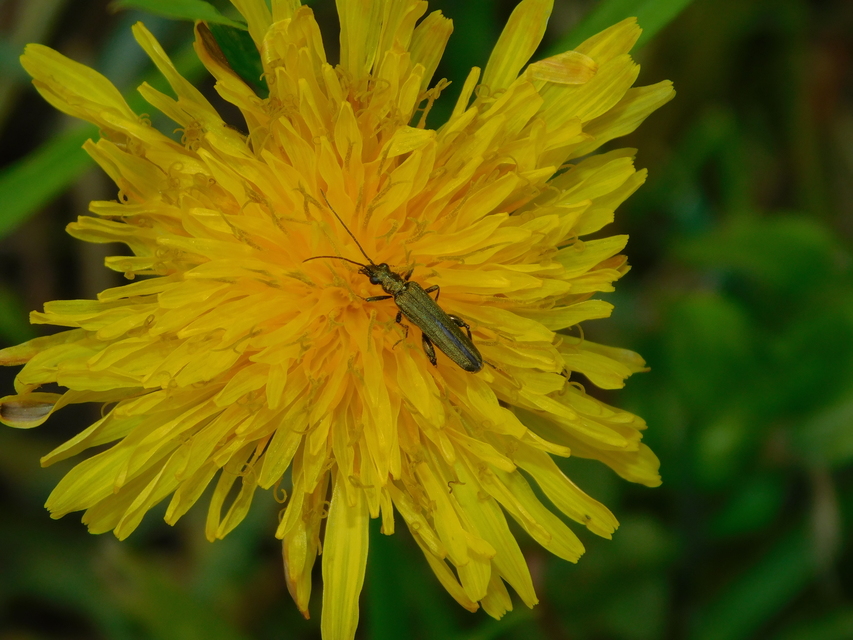 Oedemera virescens - zöldes álcincér