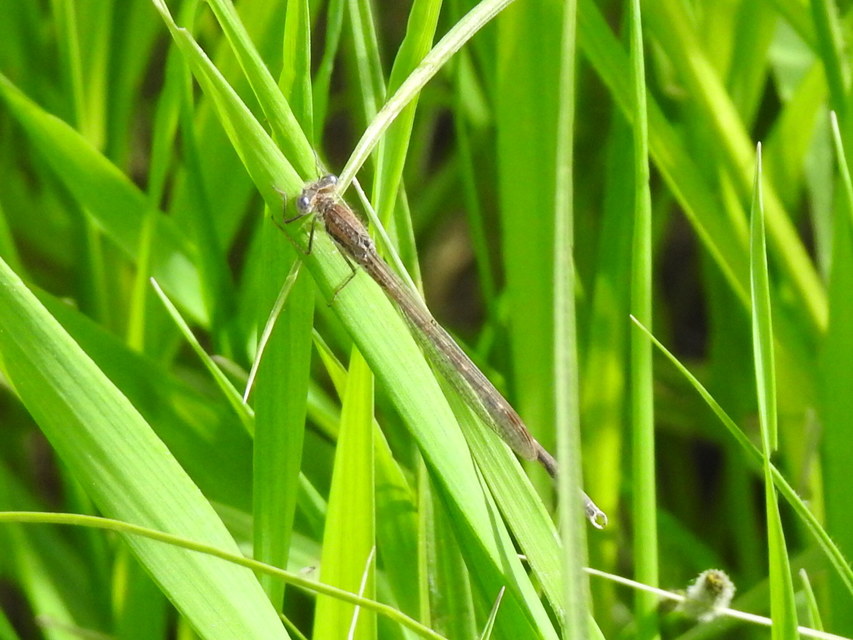 Sympecma fusca - téli rablószitakötő