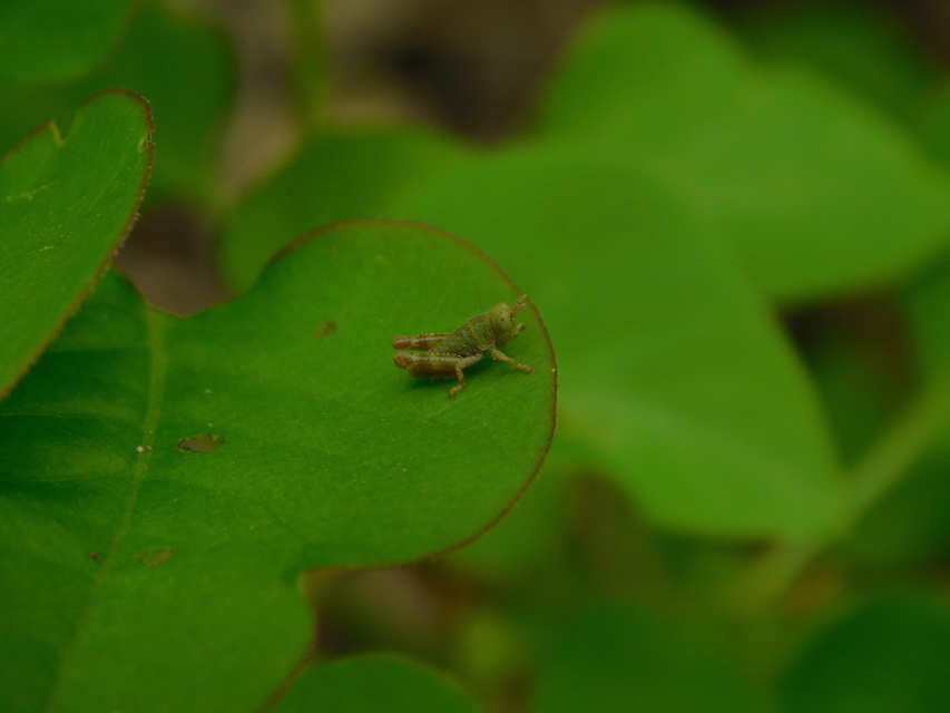 Odontopodisma decipiens - déli hegyisáska