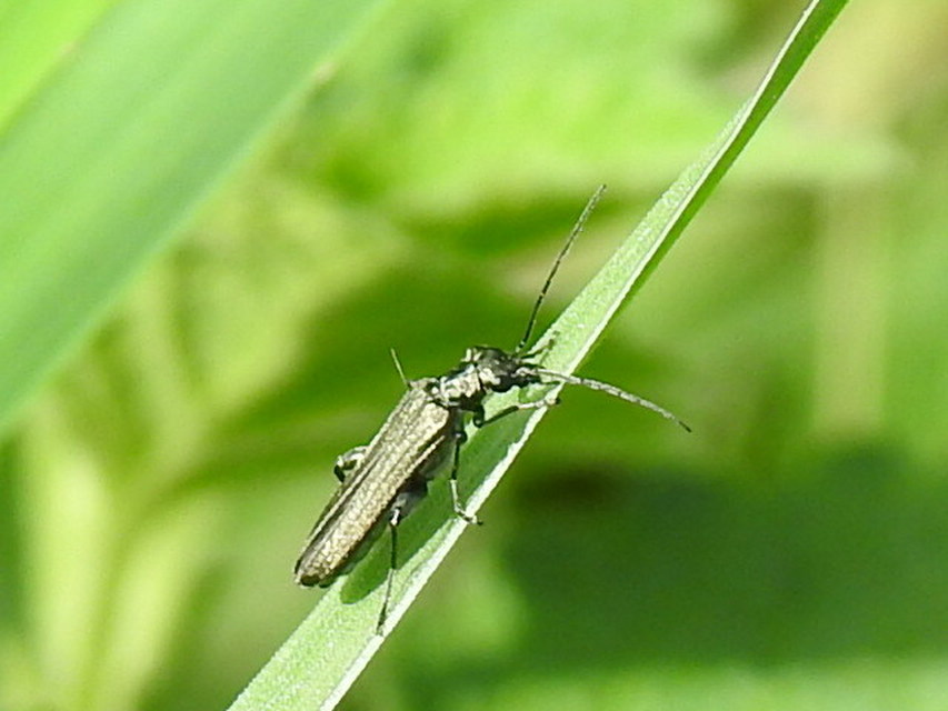 Oedemera virescens - zöldes álcincér