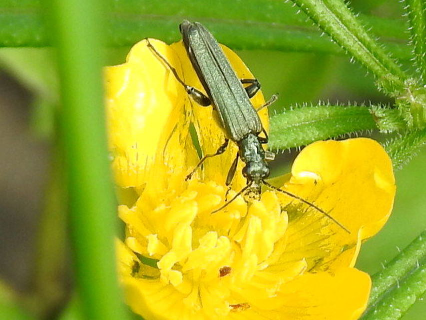 Oedemera virescens - zöldes álcincér