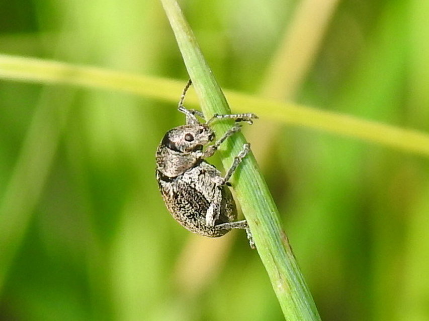 Phyllobius pyri - gyümölcsfa-levélormányos