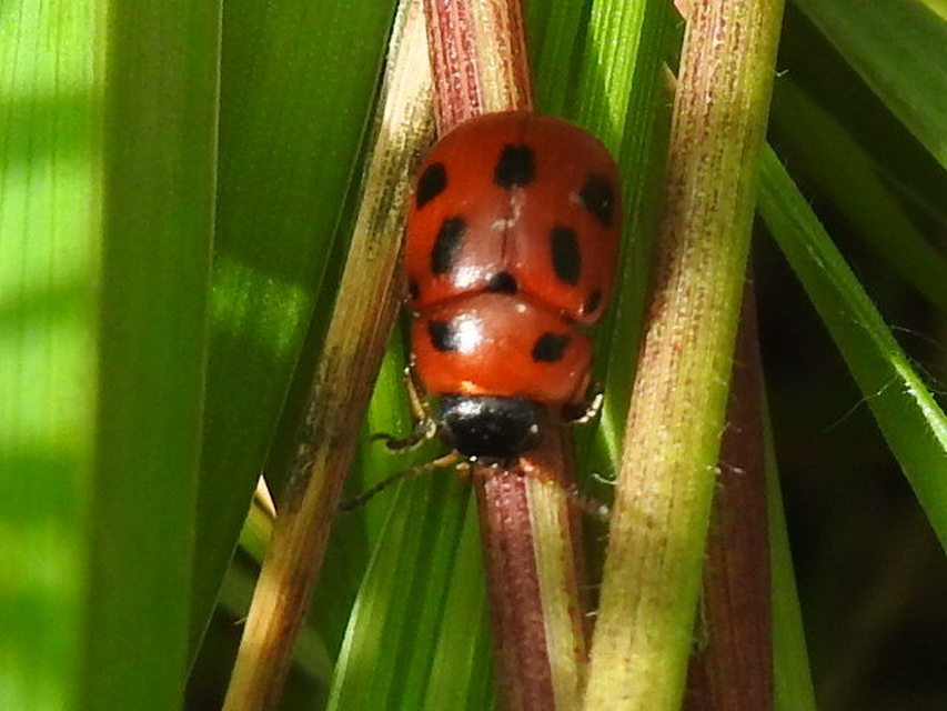 Gonioctena fornicata - közönséges lucernabogár