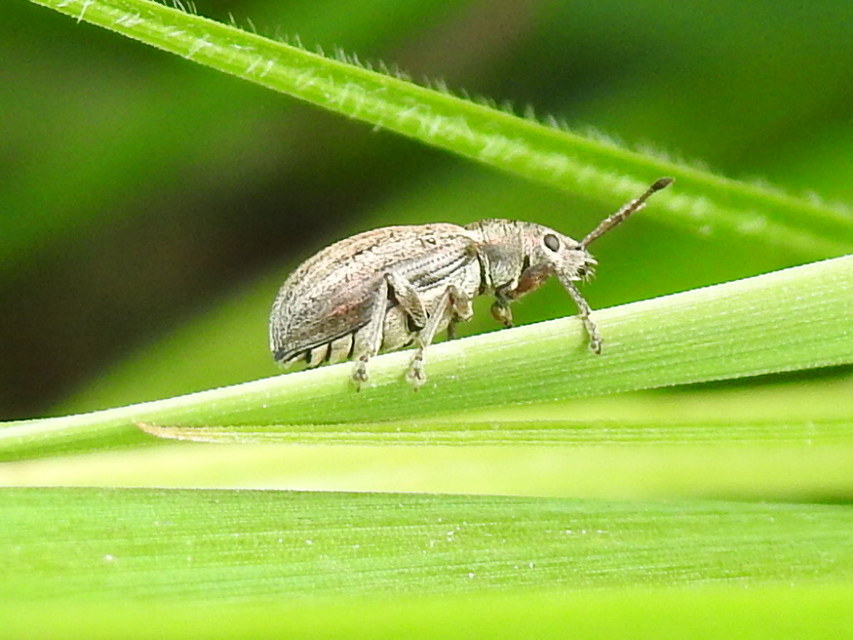 Phyllobius pyri - gyümölcsfa-levélormányos