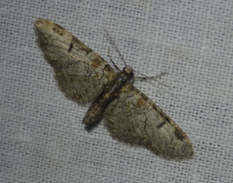 Eupithecia insigniata - hálózatos törpearaszoló