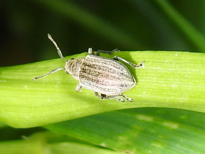 Phyllobius pyri - gyümölcsfa-levélormányos