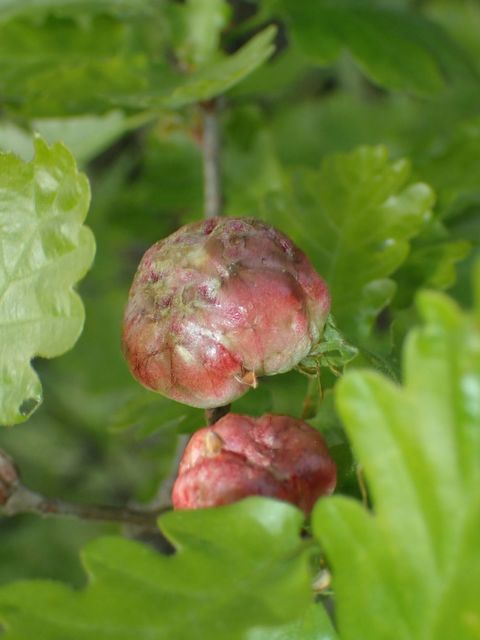 Biorhiza pallida - gyökérgubacsdarázs