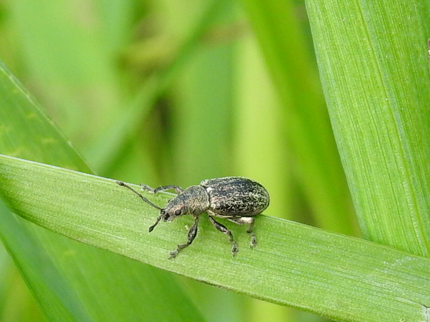 Phyllobius pyri - gyümölcsfa-levélormányos