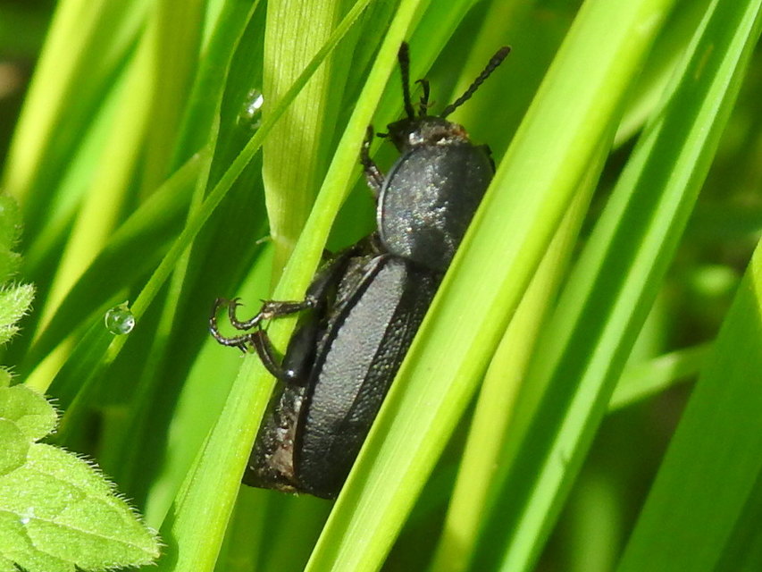 Silpha obscura - közönséges dögbogár