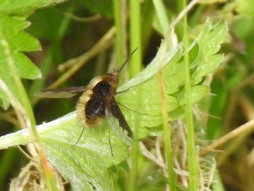 Bombylius major - szegélyes pöszörlégy