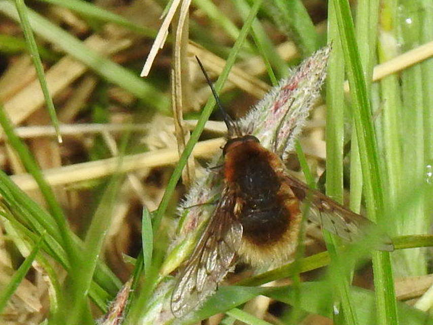 Bombylius medius - fehérfarú pöszörlégy