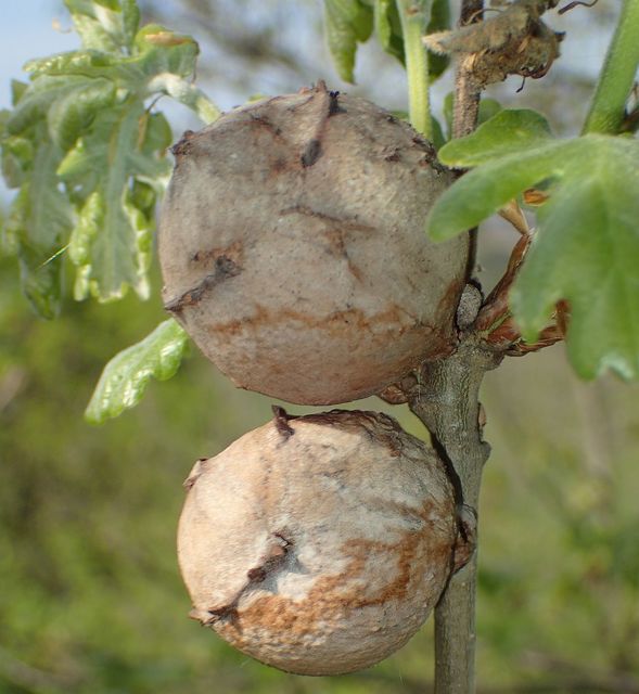 Andricus quercustozae