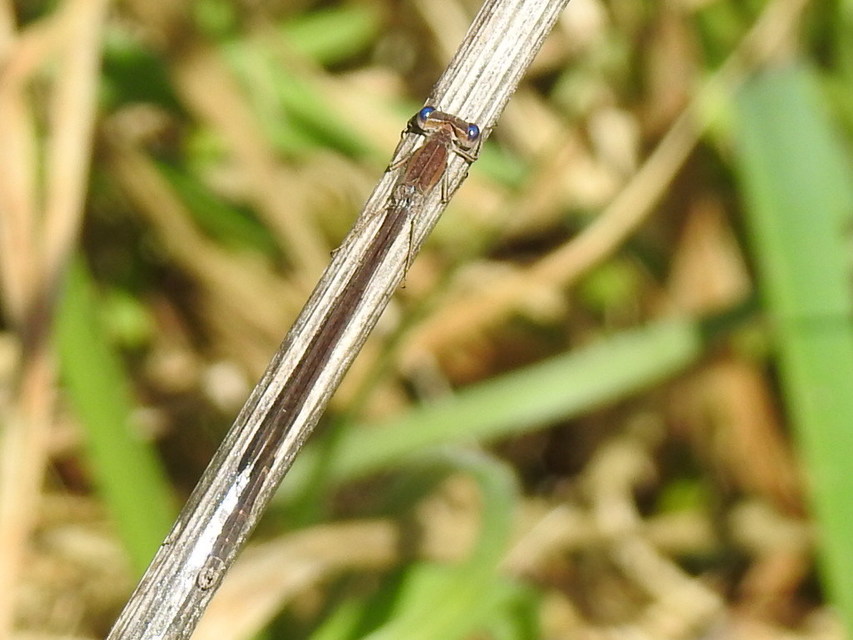 Sympecma fusca - téli rablószitakötő