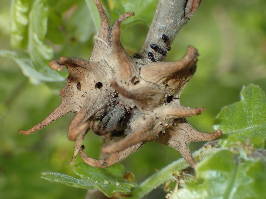 Andricus coriarius
