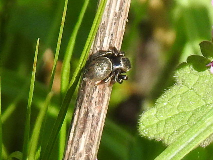 Heliophanus