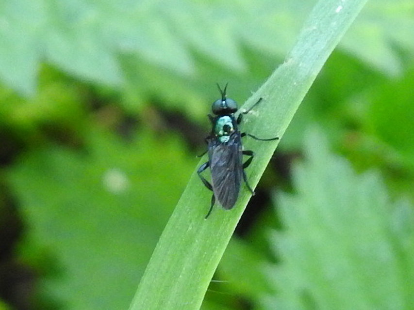 Actina chalybea - csillogó tüskéslégy