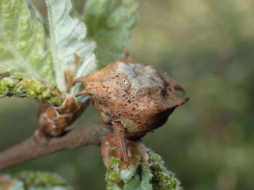 Andricus coronatus