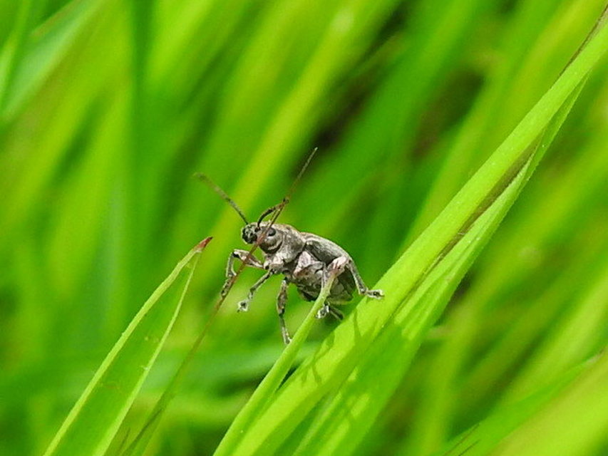 Phyllobius pyri - gyümölcsfa-levélormányos