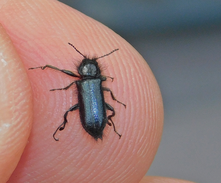 Enicopus pilosus - bundás karimásbogár