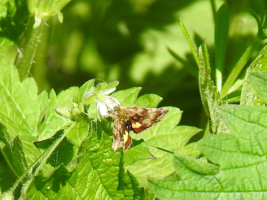 Panemeria tenebrata - apró sárgabagoly