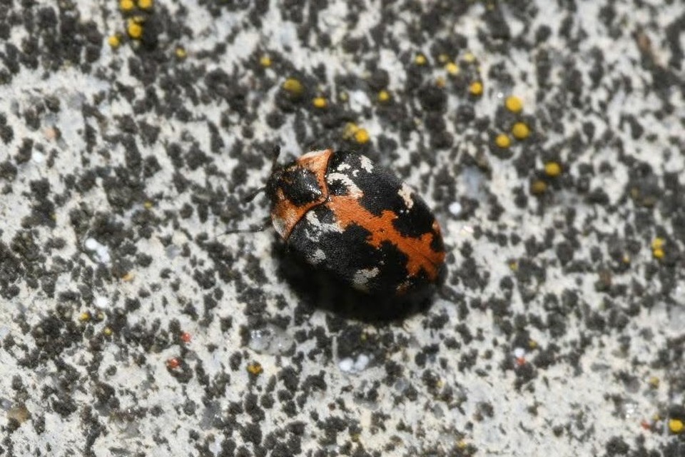 Anthrenus scrophulariae - nagy múzeumbogár