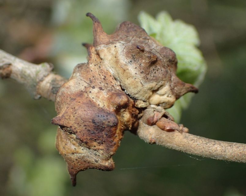Andricus coronatus