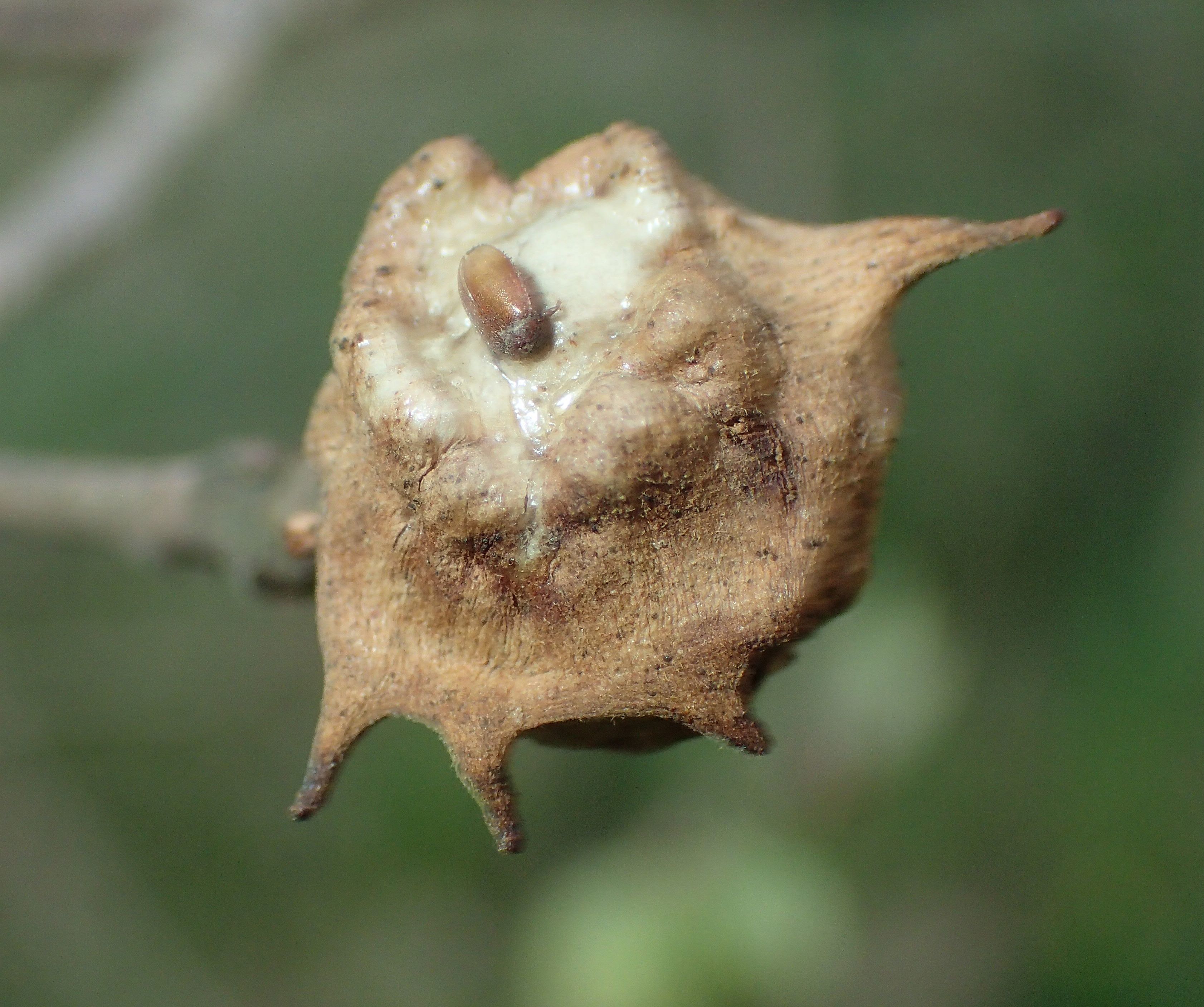 Andricus coronatus