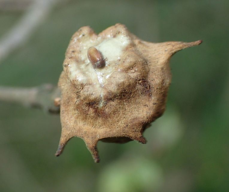 Andricus coronatus