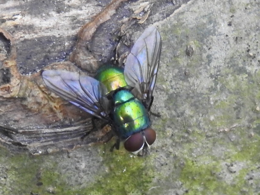 Lucilia