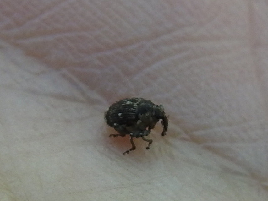 Nedyus quadrimaculatus - közönséges csalánormányos