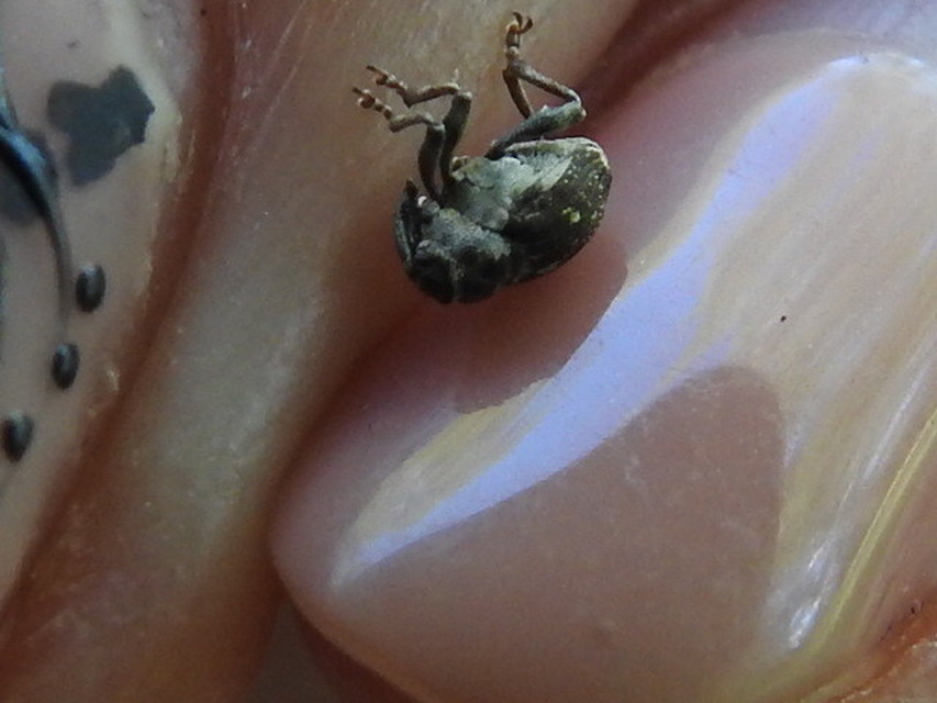 Nedyus quadrimaculatus - közönséges csalánormányos