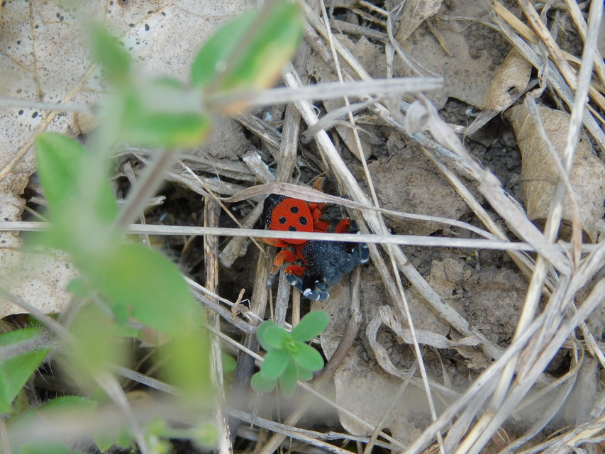 Eresus moravicus - sárgafejű bikapók Eresus moravicus - sárgafejű bikapók