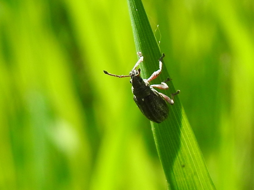 Phyllobius pyri - gyümölcsfa-levélormányos