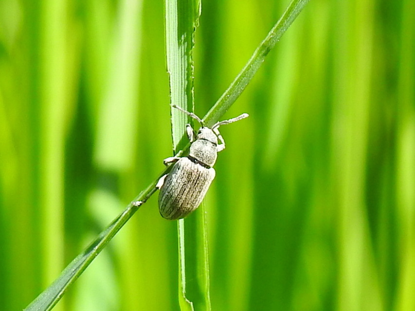 Phyllobius pyri - gyümölcsfa-levélormányos