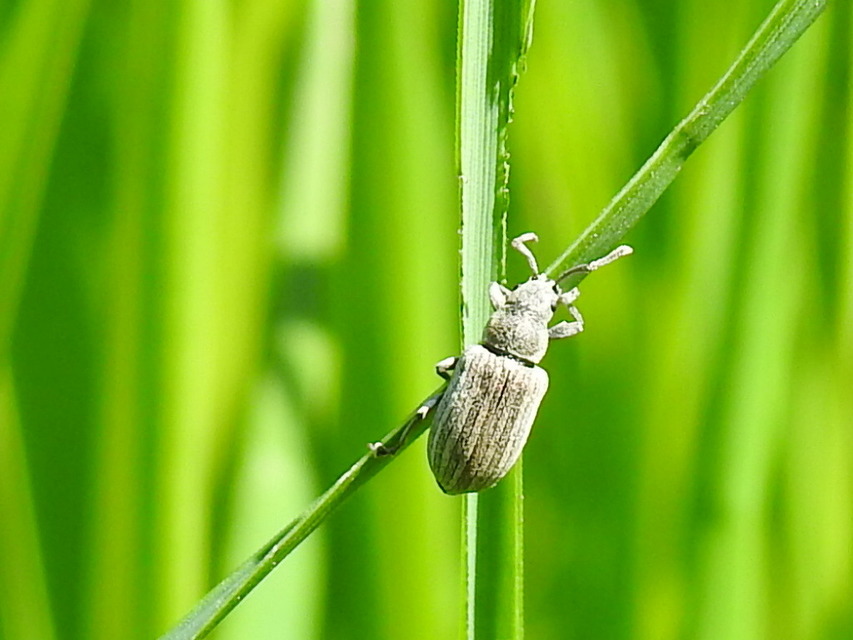 Phyllobius pyri - gyümölcsfa-levélormányos