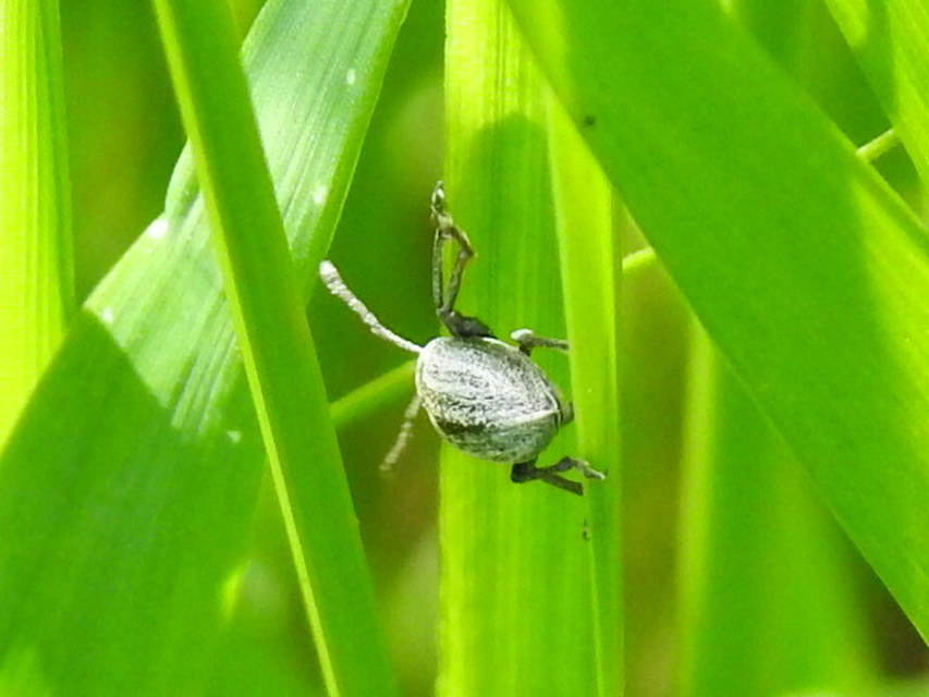 Phyllobius pyri - gyümölcsfa-levélormányos