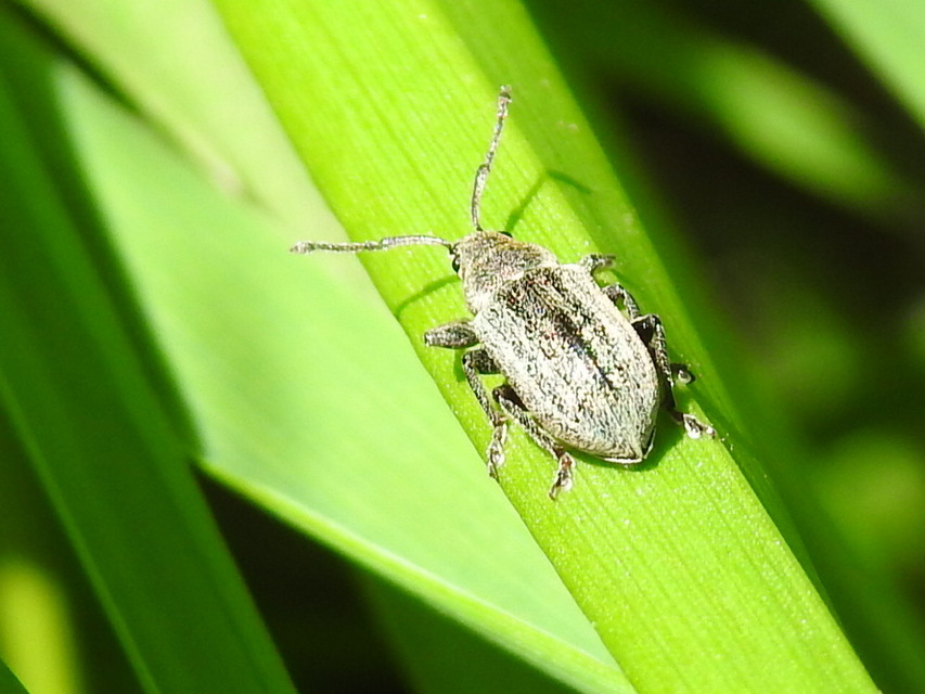 Phyllobius pyri - gyümölcsfa-levélormányos