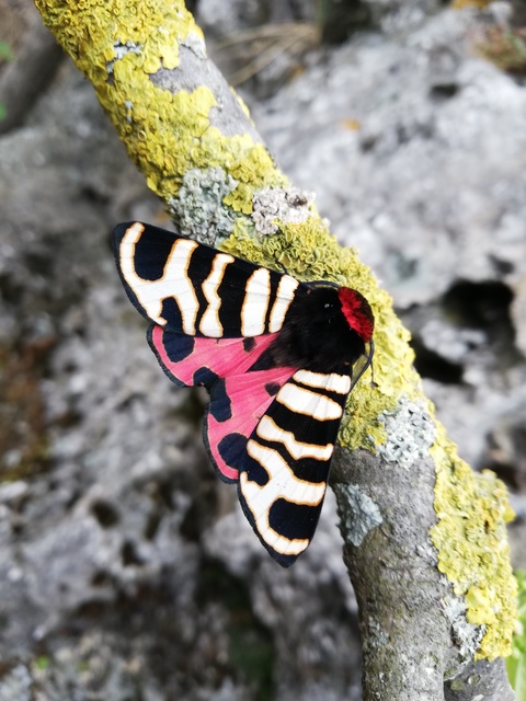 Arctia festiva - díszes medvelepke
