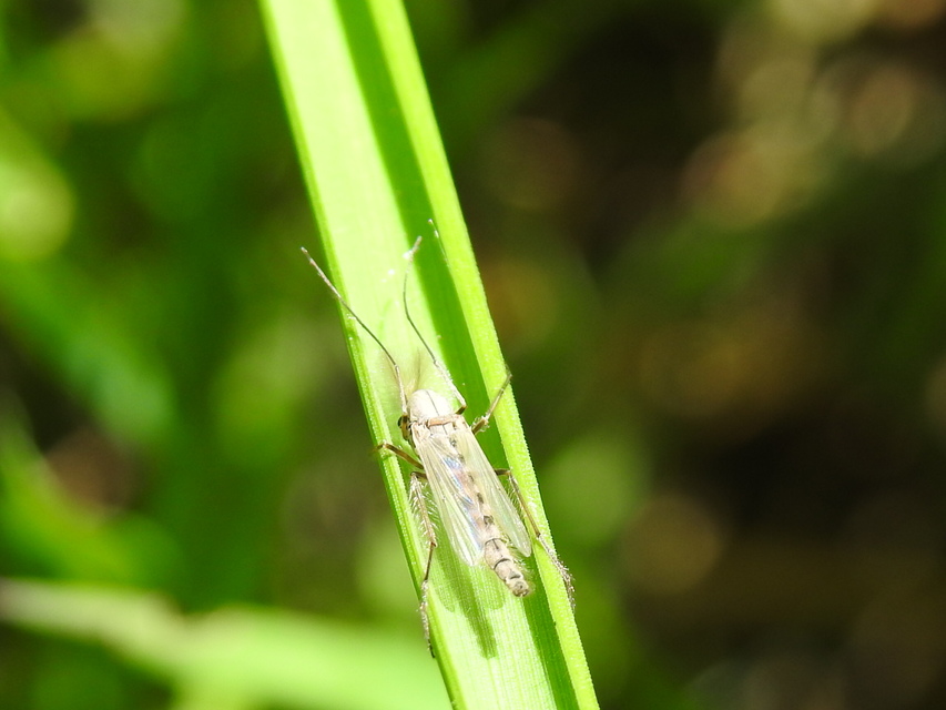 Chironominae