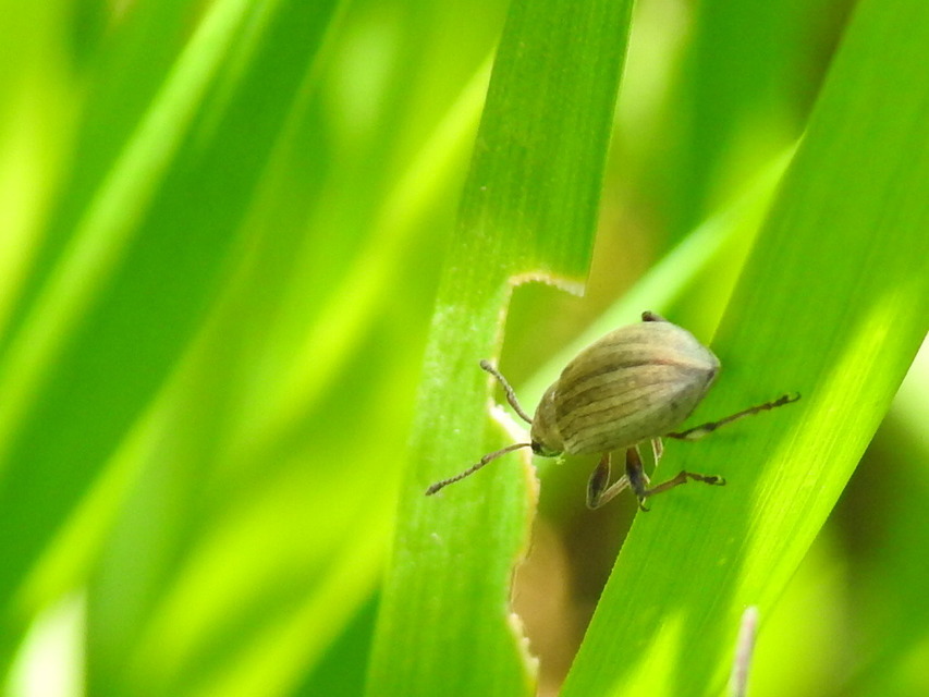 Phyllobius pyri - gyümölcsfa-levélormányos