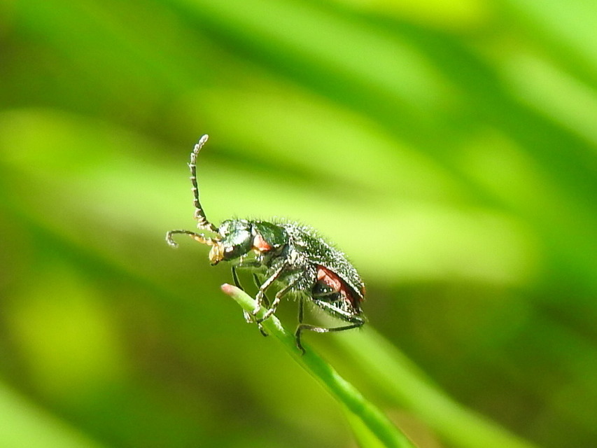 Malachius bipustulatus - kétfoltos bibircsesbogár
