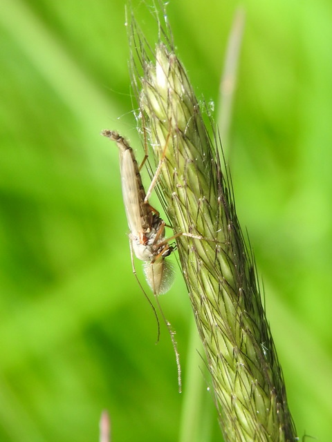 Chironominae