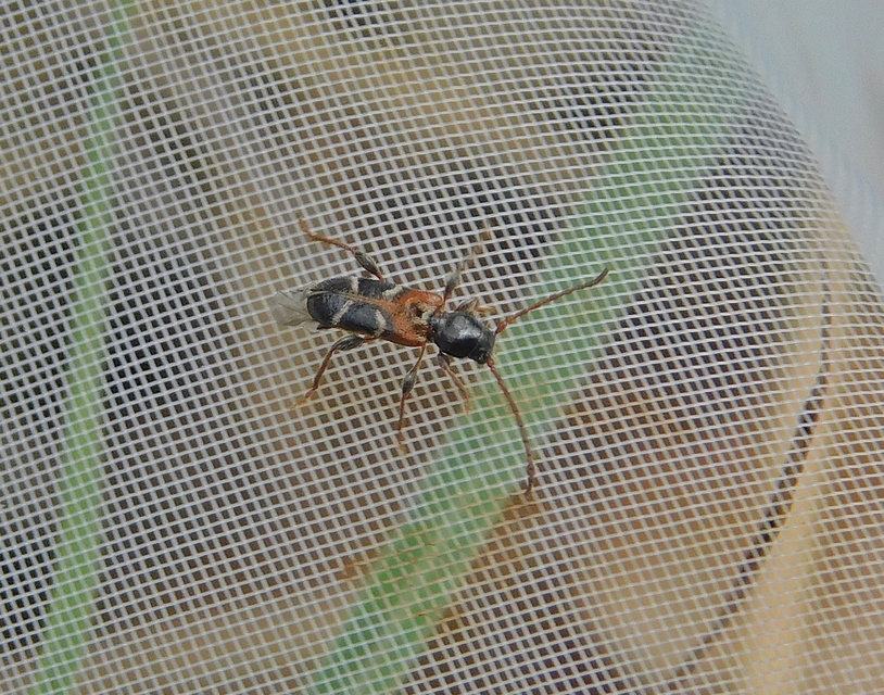 Phymatodes alni - apró háncscincér Phymatodes alni - apró háncscincér