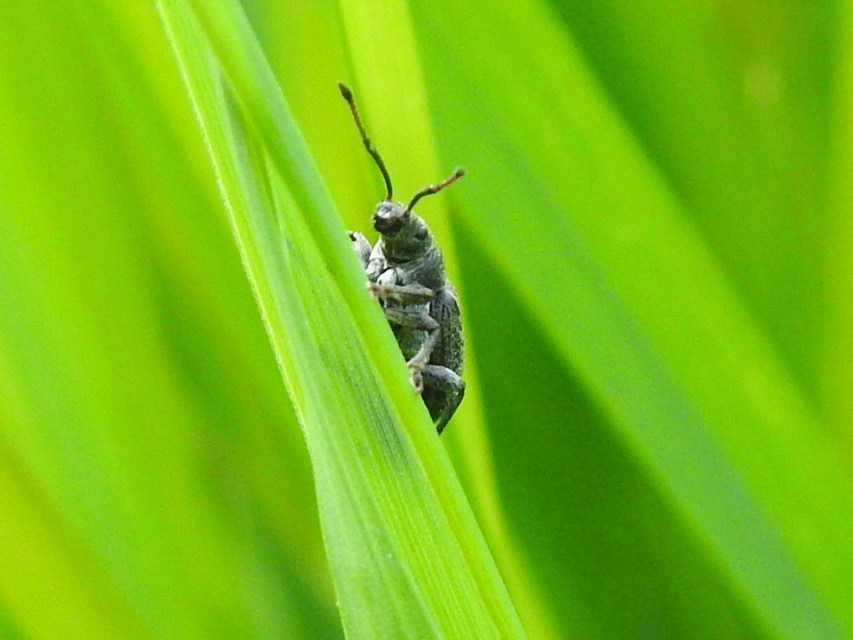 Phyllobius pyri - gyümölcsfa-levélormányos