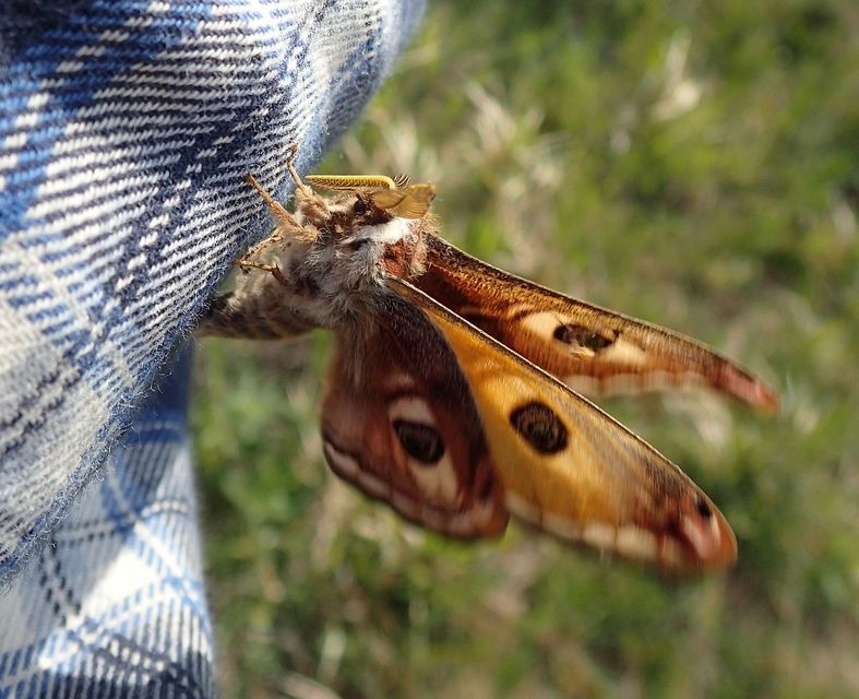 Saturnia pavoniella/pavonia