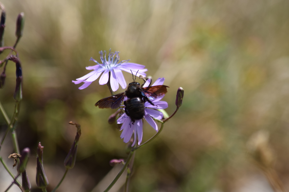 Xylocopa